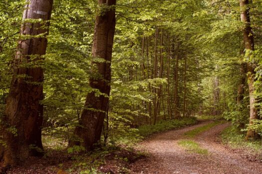 Het Nationale Park de Hoge Veluwe